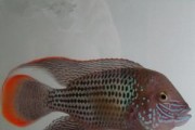 红鳃皇冠的养殖技巧（养殖红鳃皇冠，八个注意事项，轻松学养）