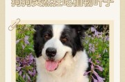 为什么狗狗会吃草？（探究狗狗爱吃草的原因）