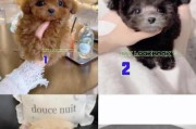 泰迪犬价格揭秘（了解泰迪犬的价格趋势，找到最适合你的宠物伙伴）