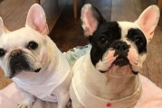 如何科学地养护法国斗牛犬（从饮食、运动、心理等方面，让你成为一位合格的养犬人）