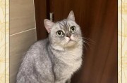 猫咪咬人背后的原因（探索猫咪咬人的行为动机及其理解）