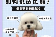 比熊犬的智商排名及其特点（揭秘比熊犬的智商排名，探索其聪明才智）