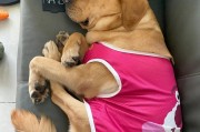 夏季狗狗的最佳睡眠场所（夏天狗狗在哪里睡觉最舒适？）