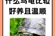 养护以巴西龟的绝佳指南（八年经验分享，让你成为巴西龟的养护高手）
