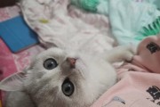 如何挑选渐层幼猫？（一步步教你辨认品相优良的渐层猫）