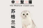 折耳猫的缺点和减少人养的原因（为什么越来越少人选择养折耳猫？折耳猫的缺点是什么？）