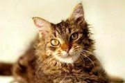 美国硬毛猫的全面饲养指南（掌握这些技巧，让你的美国硬毛猫健康快乐成长）