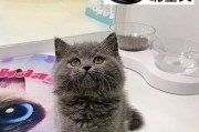 英短蓝猫的喜好之色彩奇遇（揭秘英短蓝猫钟爱的颜色世界）
