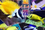 大西洋蓝吊的饲养技巧（养一只健康快乐的大西洋蓝吊，关键是……）