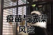 小狗疫苗后合适的洗澡时间（了解小狗疫苗后的洗澡需注意的事项）