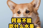 狗狗的健康小零食，水果不能错过！（了解哪些水果适合狗狗，让它们吃得健康又开心）