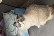 猫咪在产前会持续叫吗？（揭秘猫咪产前的叫声原因及应对方法）