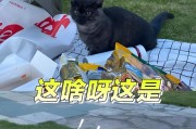 小猫断奶后的饮食问题（如何科学地为小猫提供适宜的饮食）