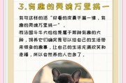 了解法国斗牛犬（探寻法斗的魅力和挑战，为您提供养殖的关键要素）