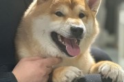 狗狗的真相（揭秘宠物店老板不会告诉你的高贵狗狗）