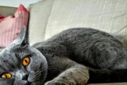 如何正确饲养卡尔特猫？（详解卡尔特猫的饲养技巧及注意事项）