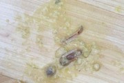 狗狗肚子里的白色虫子如何治疗（选择适合的药物和预防方法帮助狗狗恢复健康）