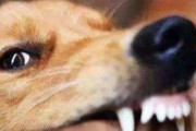 金毛犬为何喜欢咬鸡鸭？（探寻金毛犬咬鸡鸭的原因及如何处理）