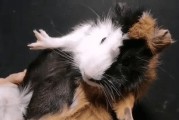 荷兰猪牙齿变长的原因和影响（探究荷兰猪牙齿异常生长的奥秘及对健康的影响）