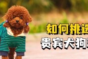 贵宾犬训练秘籍（培养贵宾的独特魅力，让它成为众人瞩目的明星犬）
