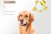 如何确定柯基狗的饮食量？（学习正确喂养柯基狗的关键知识）