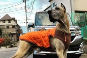 狗狗界六种漂亮犬只，带出门真的很拉风！（追求独特风格，六款犬只让你成为街头焦点）