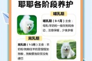 以萨摩耶一天吃多少？解答你的喂养困惑（了解萨摩耶的饮食需求，让你的宠物健康快乐）