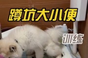 如何训练狗狗在指定地方大小便（培养狗狗良好的卫生习惯）