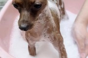 狗狗洗澡的正确方法（探索适合狗狗洗澡的最佳方式）