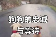 狗狗一生的五个阶段（探索狗狗的成长与发展，与你一起走过美好时光）