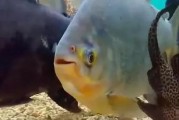 清道夫鱼的禁食之谜（为什么不能吃，如何正确养护）
