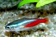 红绿灯鱼的饲养方法（打造水族箱的安乐窝，提升饲养技巧）