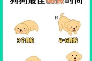 小狗狗出生后多久可以开始进食？（探索小狗狗的饮食成长旅程）