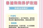 选择泰迪宠物的注意事项（泰迪价格、选购要点与注意事项）
