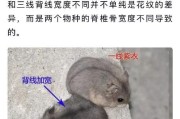 如何分辨仓鼠的公母？（简单易学的方法教你轻松分辨仓鼠的性别）