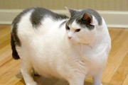 让猫咪恢复苗条身材的4种方法（帮助肥胖猫咪减肥，让它重拾健康体态）