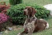 如何饲养德国长毛指示犬（详解德国长毛指示犬的饲养方法，助您养出健康快乐的犬只）