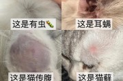 猫瘟流口水（猫瘟流口水的症状、传播途径与预防措施）