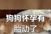狗狗的孕育期及分娩时间（了解狗狗的生产周期和分娩过程）