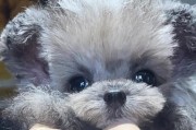 贵宾犬尴尬期（探究贵宾犬尴尬期的表现和持续时间）