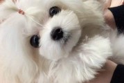 如何饲养健康活泼的玛尔济斯犬（全面了解玛尔济斯犬的饲养方法及注意事项）