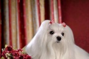 玛尔济斯犬饲养方法指南（从饲料、训练到保健，让你的宠物更健康幸福）
