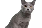 卡尔特猫的饲养秘籍（如何让卡尔特猫健康成长）