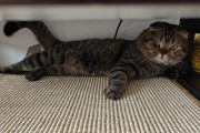 猫为什么用爪子吃东西？（揭开猫咪爪子在进食中的神秘用途）