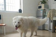 如何为大白熊犬做美容（宠物美容需注意的事项与技巧）