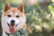 如何科学地饲养你的柴犬？（全面解析柴犬饲养技巧，让你的小狗健康快乐）