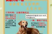 狗的妊娠期及分娩过程（探索狗妊娠的奥秘和生产的时间表）
