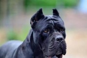 猛犬世界（探索狗群中的强者，挑战人们对猛犬的传统认知）