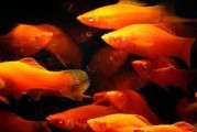红剑鱼的饲养方法（打造健康、美丽的红剑鱼水族馆）