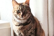 猫的遗传奇迹（从外貌到性格，揭秘以猫生下来的神奇变化）